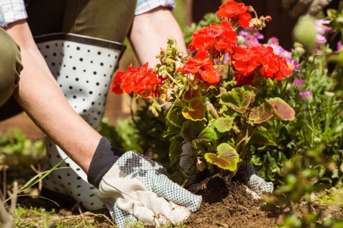 Bayswater hedge maintenance by professionals